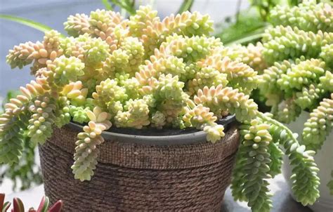 玉墜多肉繁殖|多肉圖鑑：新玉綴 Sedum morganianum 